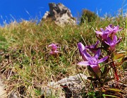 52 Gentianella anisodonta (Genzianella anisodonta)